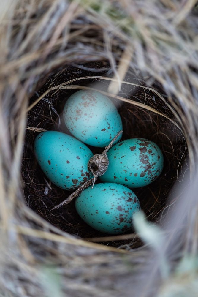 Brewer's sparrow nest and eggs. Original public domain image from Flickr