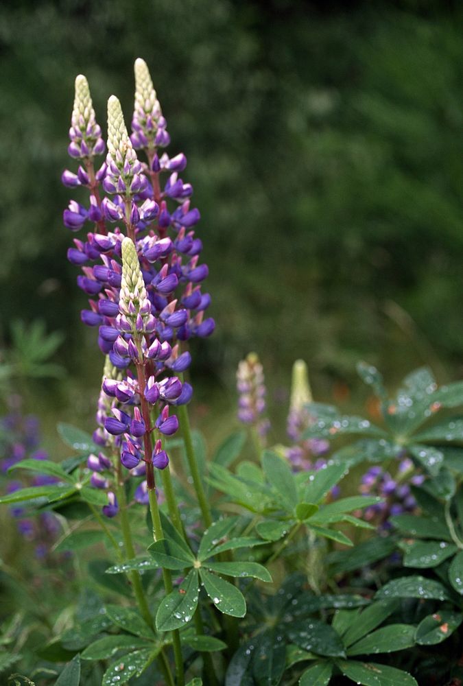 Purple Lupine. Original public domain image from Flickr