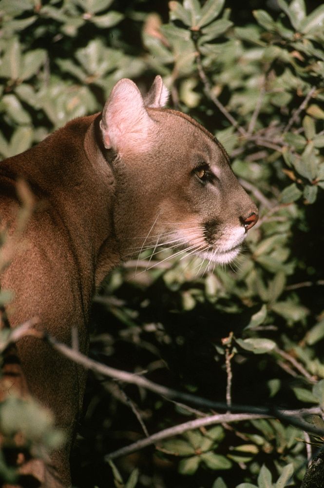 closed up a cougar in the forest. Original public domain image from Flickr