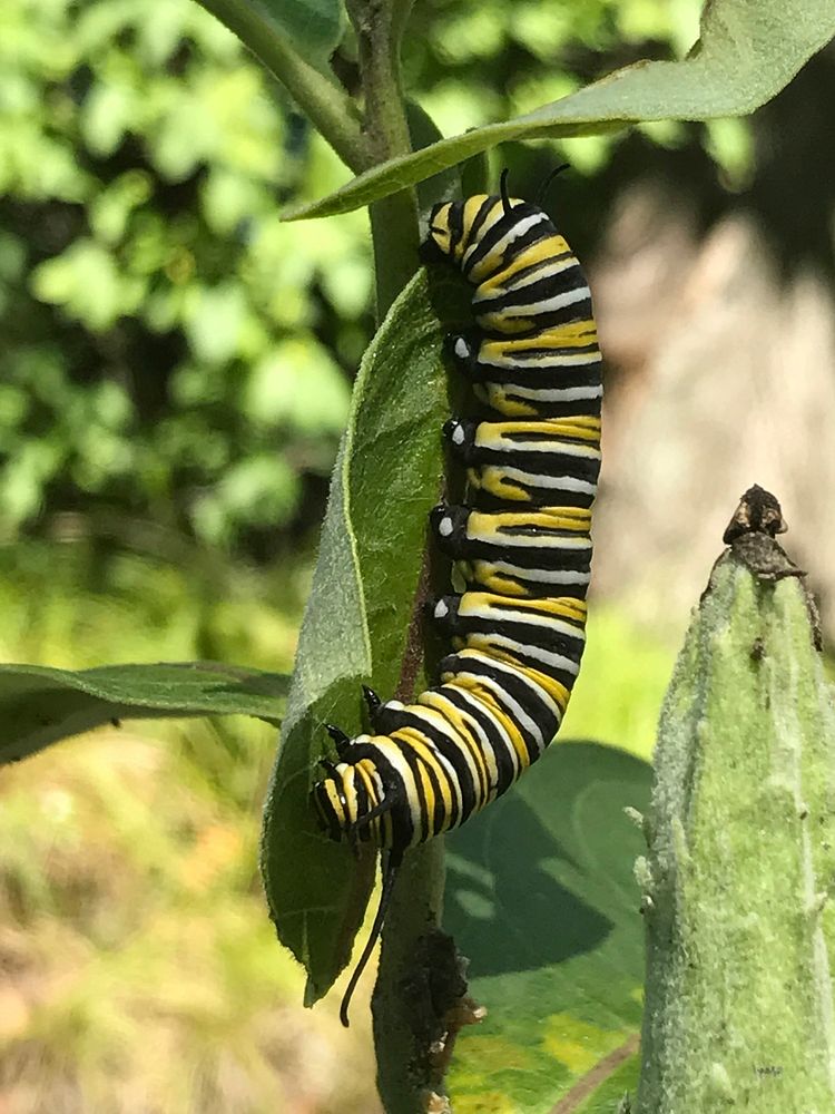 Monarch caterpillar on milkweedMilkweed is the nursery for caterpillars who only eat this plant and the flowers are a nectar…