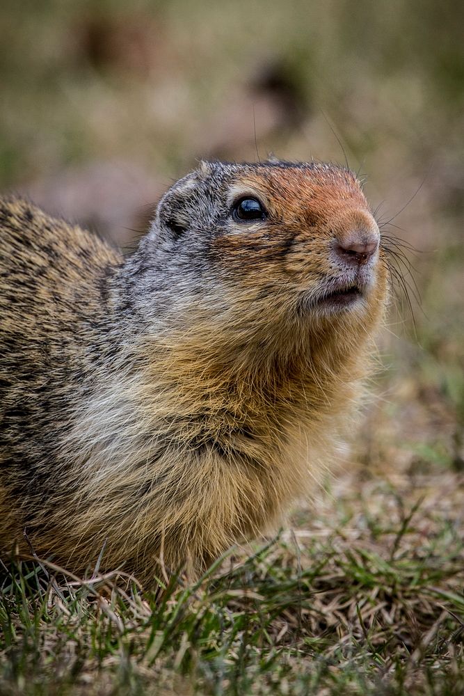 Columbian Ground Squirrel at Lake McDonald Lodge. Original public domain image from Flickr