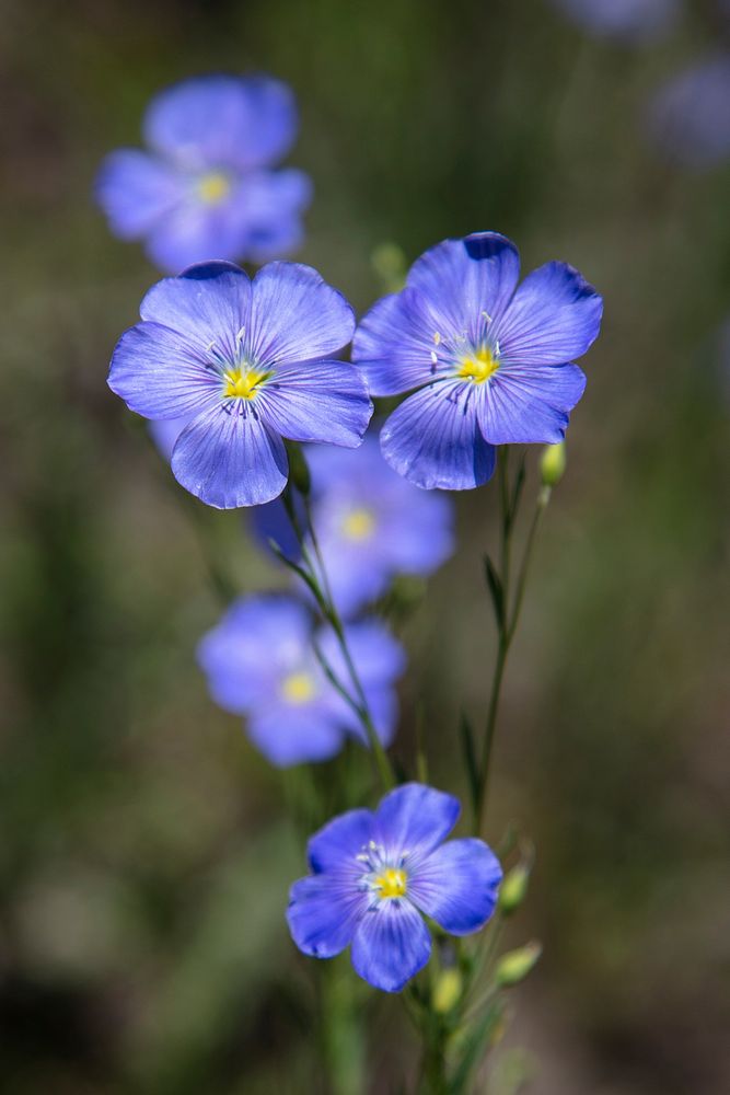 Blue flax. Original public domain image from Flickr