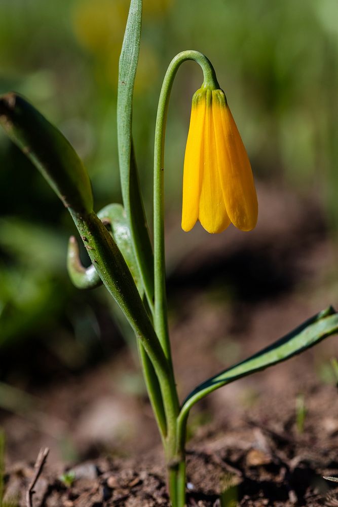 Yellowbells - Fritillaria pudica by Jacob W. Frank. Original public domain image from Flickr