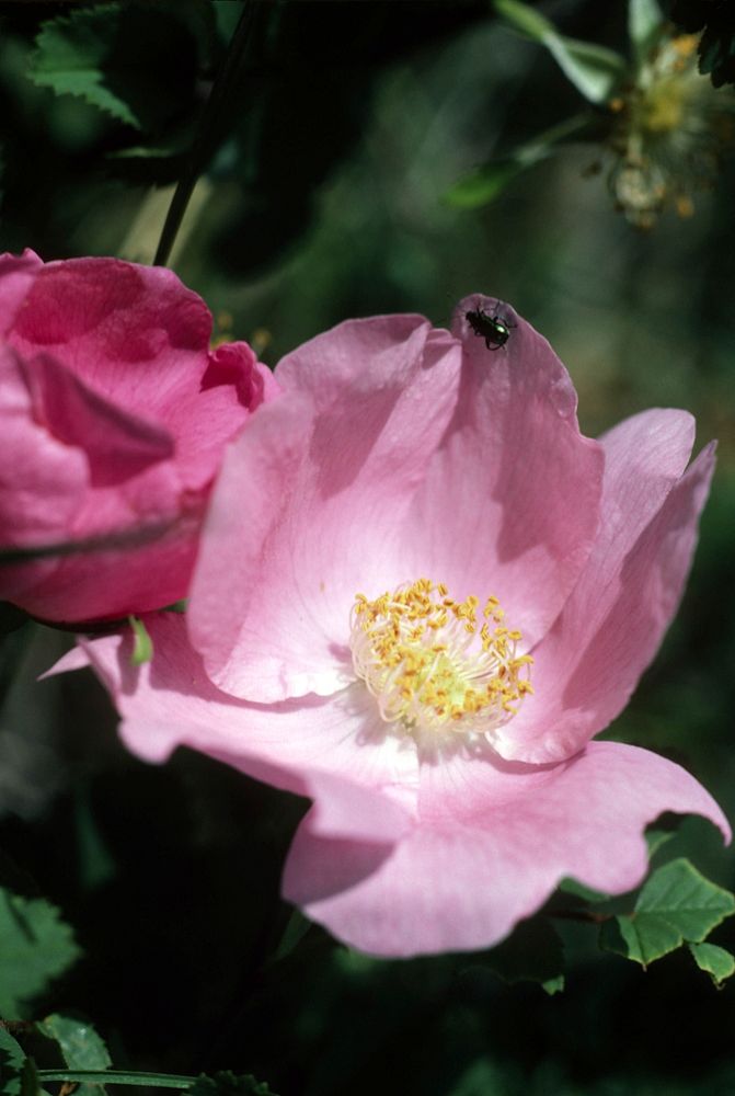 Wild Camelia and Ant. Original public domain image from Flickr