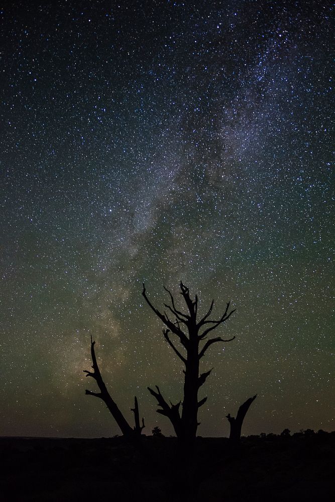 Skeleton at Night. Original public domain image from Flickr