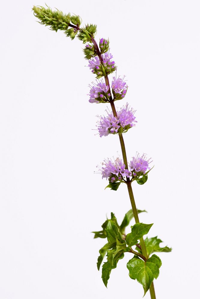 A sprig of flowering mint.