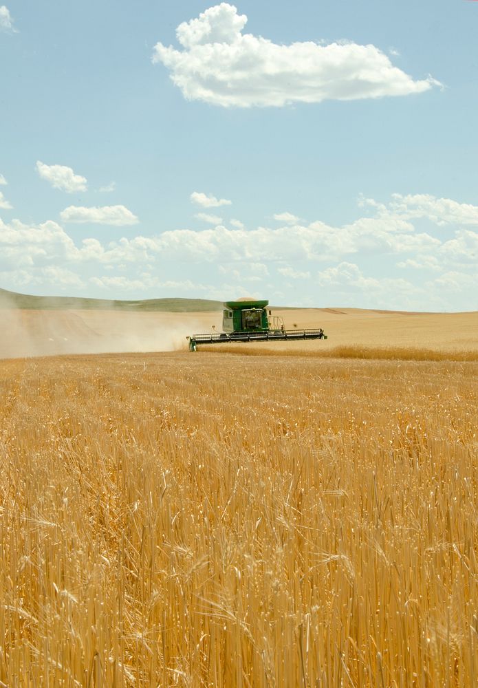 A combine, harvesting winter wheat on a farm in Beach, ND. The combine leaves stubble, which is helpful in maintaining soil…