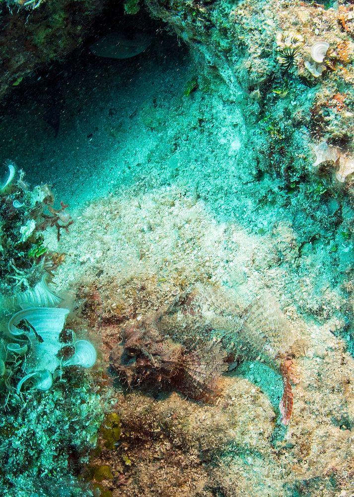 _DSC6794Look closely, it's a Raggy Scorpionfish.