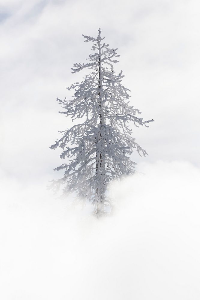 Tree covered in rime ice near Mud Volcano. Original public domain image from Flickr