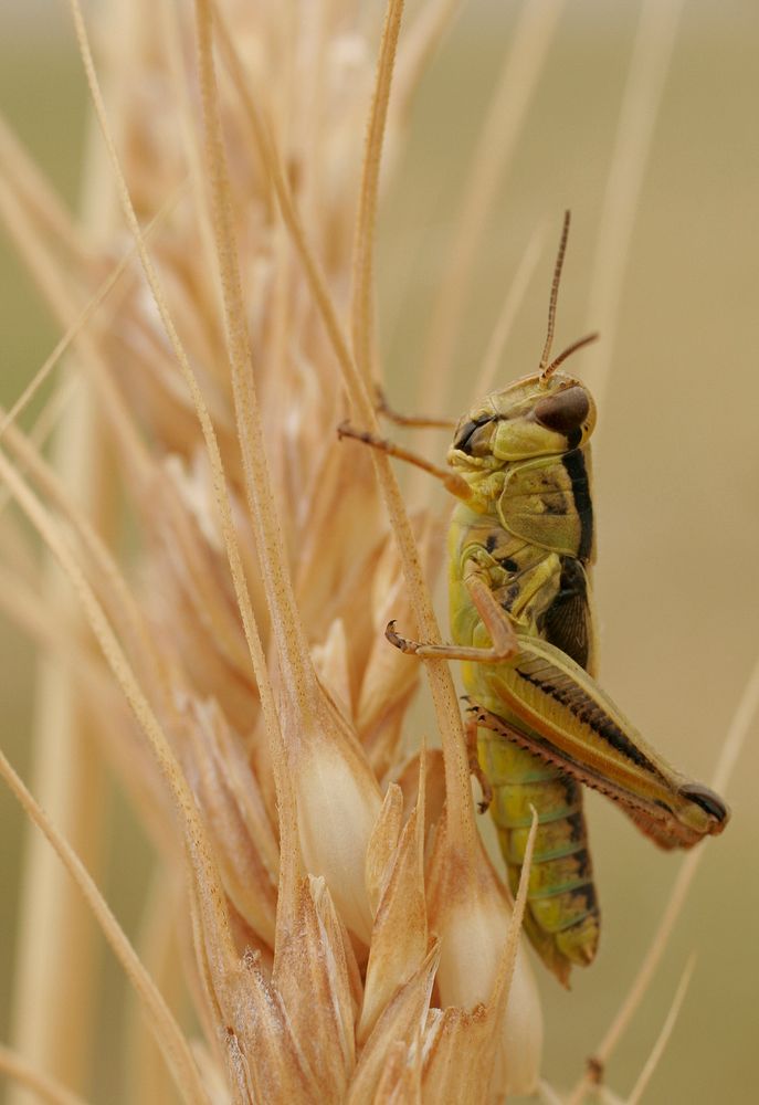 Grasshopper on a stock of wheat on the Rocky Boy's Indian Reservation Thursday, August 18, 2005. Original public domain…