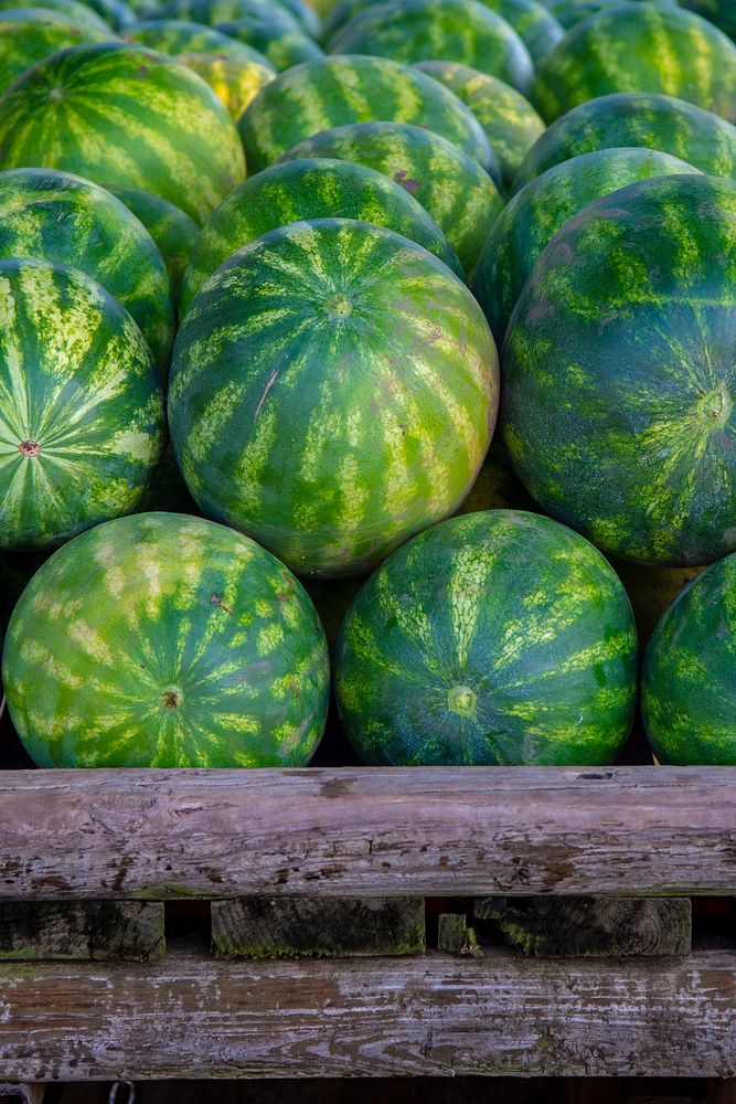Harvested watermelon Krueger Farm outside of Letts, Iowa. The farm, which also grows cantaloupe, pumpkins, squash, onions…