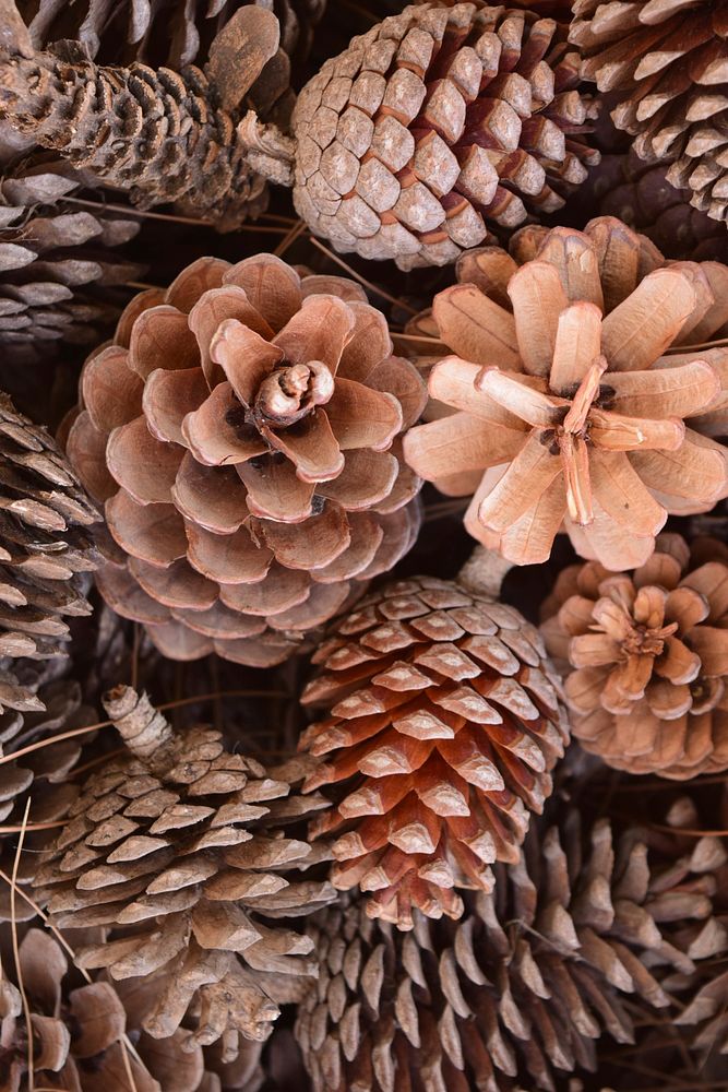 Beautiful conifer cone background. Free | Free Photo - rawpixel