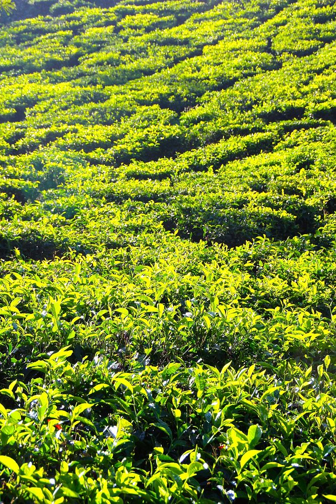 Field of tea plantation. Free public domain CC0 image.