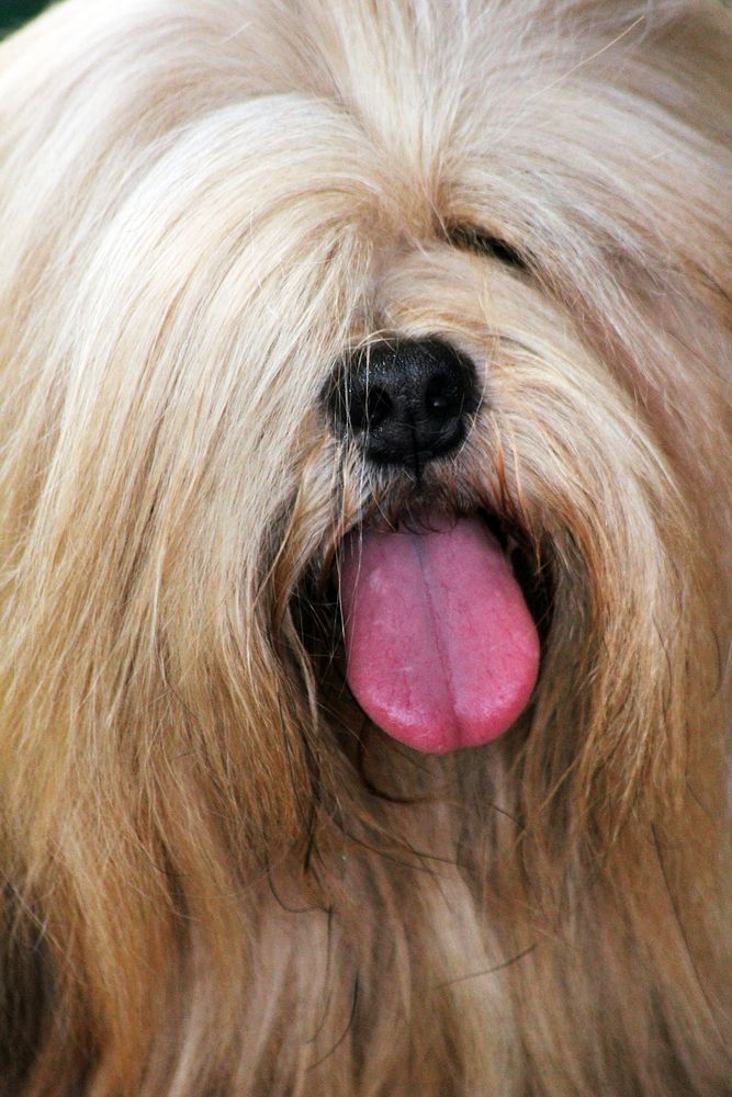 Furry dog with tongue out. Free public domain CC0 photo.