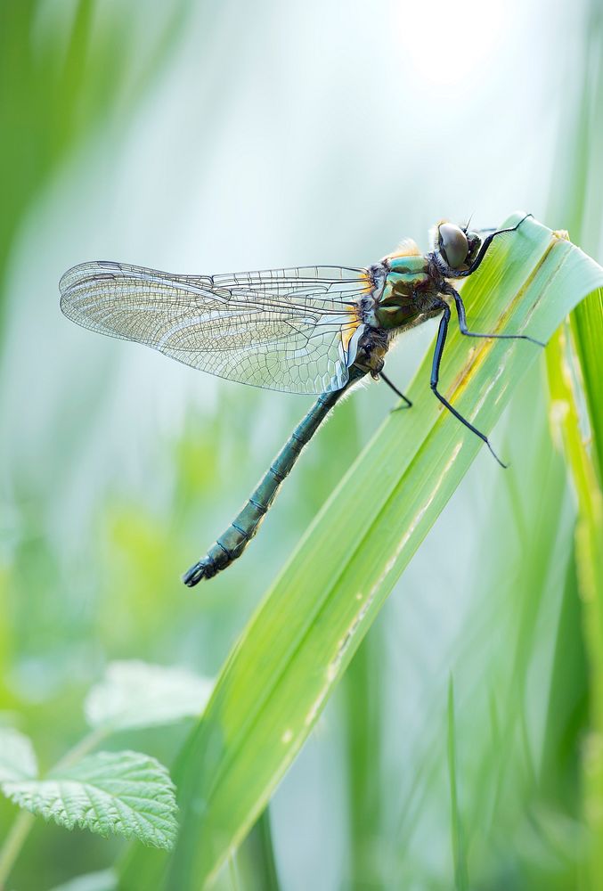 Dragonfly on leaf, insect background. Free public domain CC0 photo.