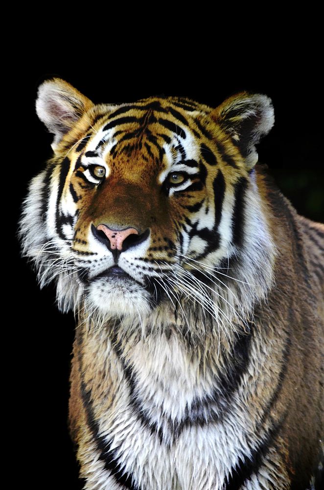 Cute Siberian tiger image. Free public domain CC0 photo.