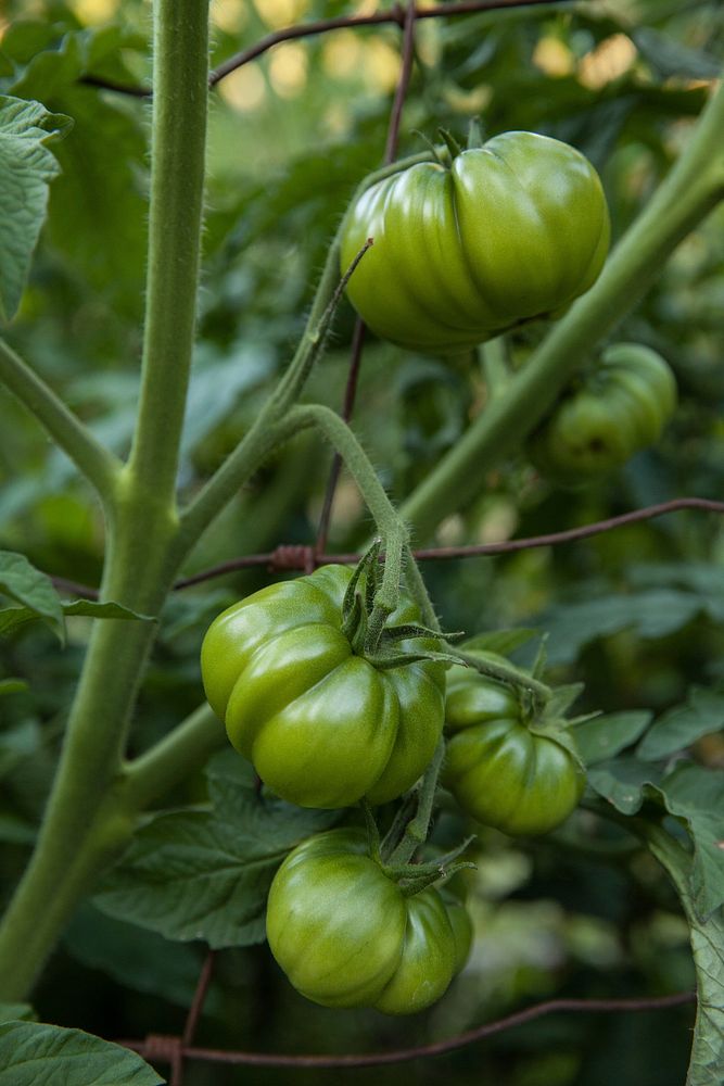 Tomato. Free public domain CC0 photo