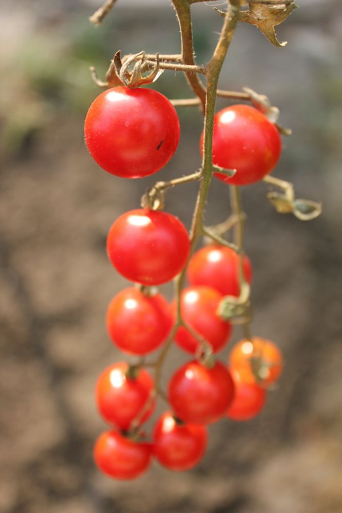 Closeup on cherry tomatoes growing on plant. Free public domain CC0 image.