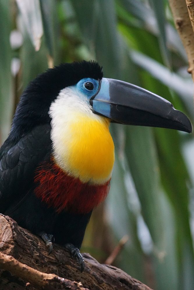 Toucan bird, animal photography. Free public domain CC0 image.