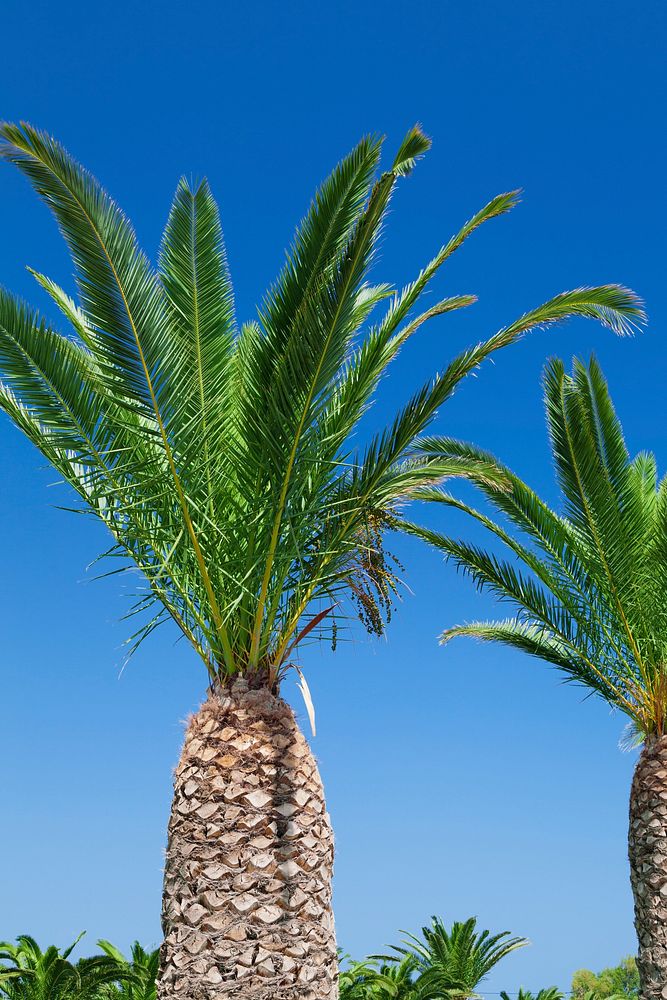 Canary island date palm tree. Free public domain CC0 photo.