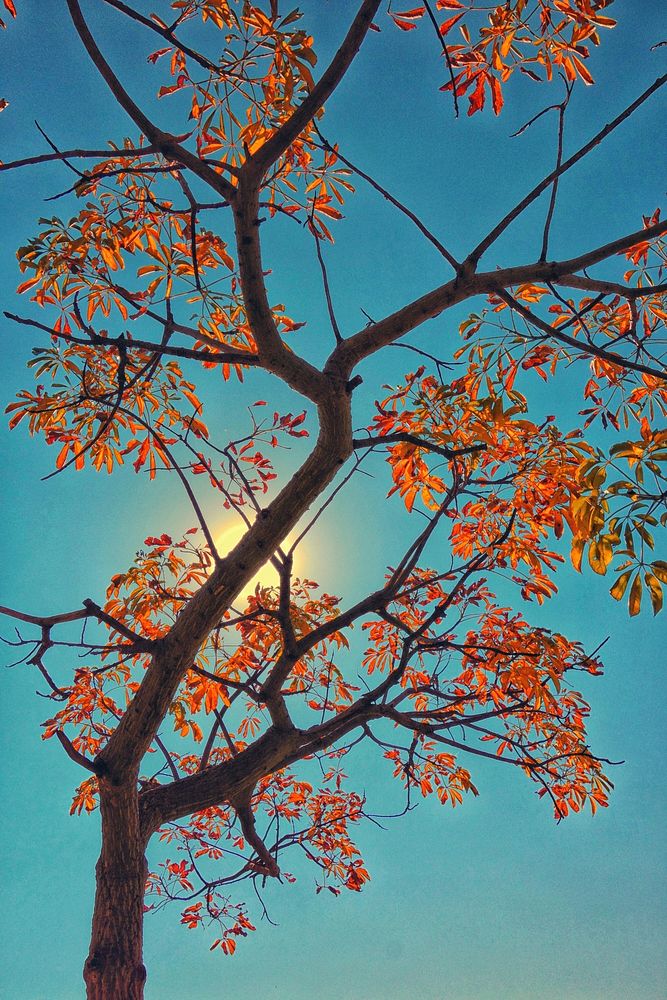 Autumn sky background. Beautiful Elm tree during Autumn. Free public domain CC0 photo.