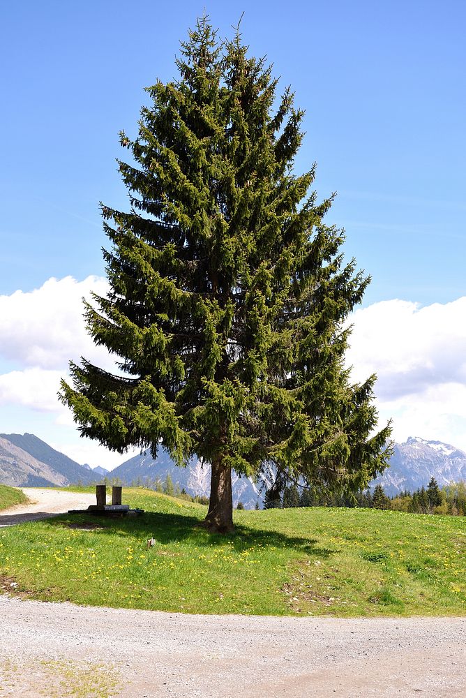 Closeup on evergreen tree during daytime. Free public domain CC0 photo.