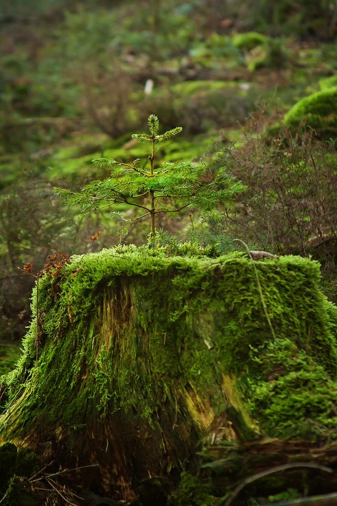 Plant & tree, botanical nature. Free public domain CC0 image