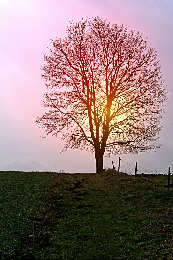 Autumn leafless tree background. Free public domain CC0 photo.