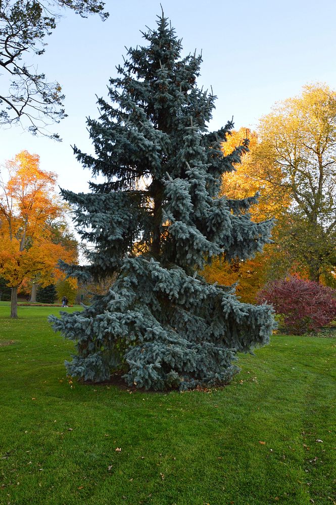 Closeup on evergreen tree during daytime. Free public domain CC0 photo.