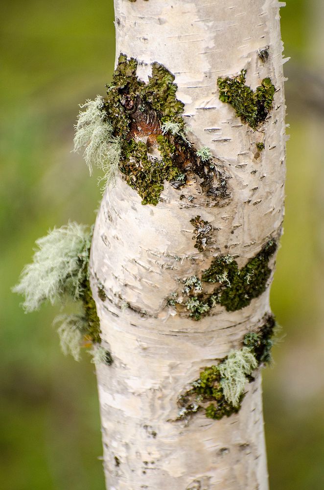 Tree trunk background. Free public domain CC0 photo.