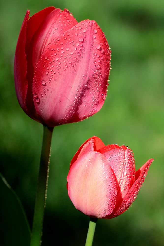Pink tulip background. Free public domain CC0 photo.