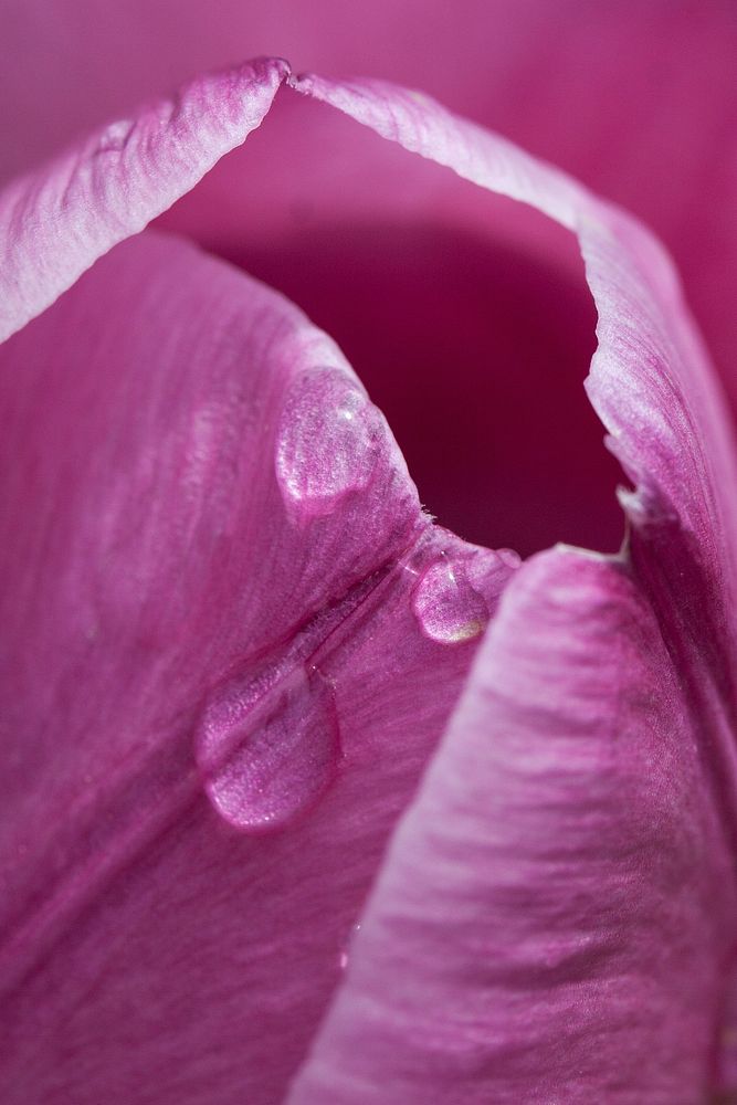 Pink tulip background. Free public domain CC0 photo.