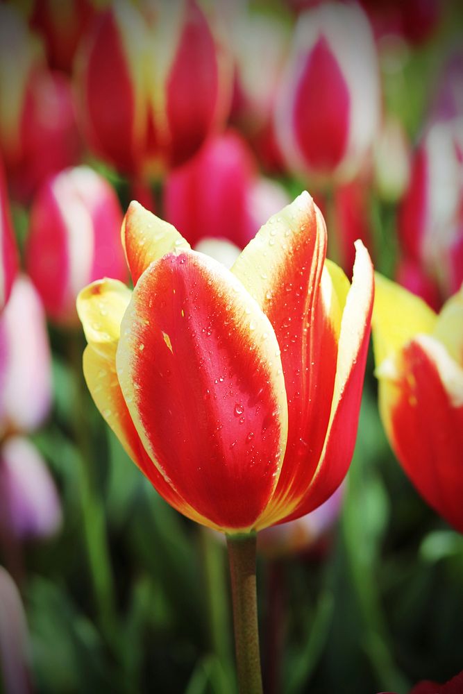 Red tulip background. Free public domain CC0 photo.