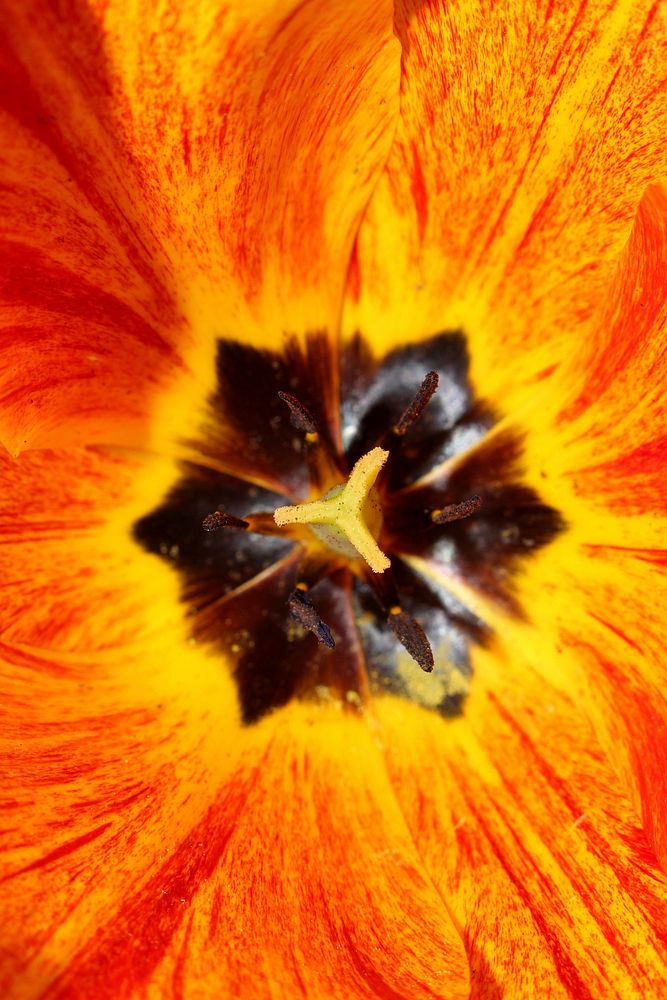 Orange tulip background. Free public domain CC0 photo.