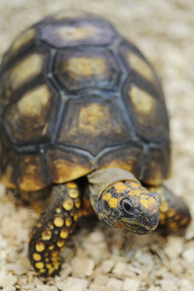Red footed tortoise close up. Free public domain CC0 photo.