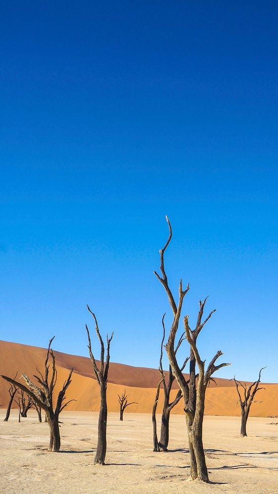 Free dead tree on desert image, public domain landscape CC0 photo.