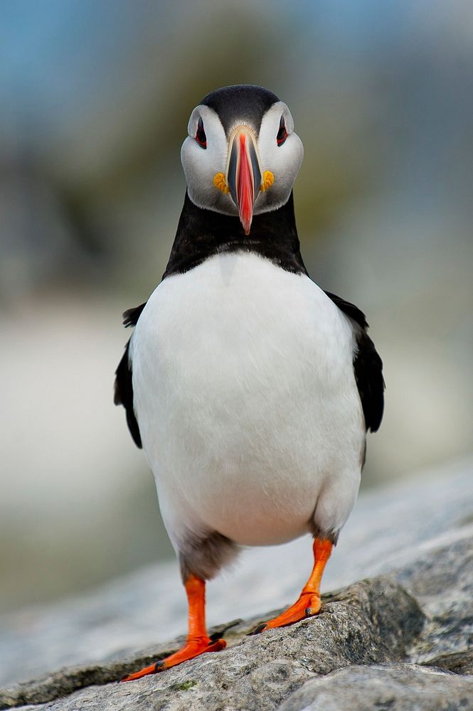 Free Atlantic puffin bird standing on stone image, public domain animal CC0 photo.