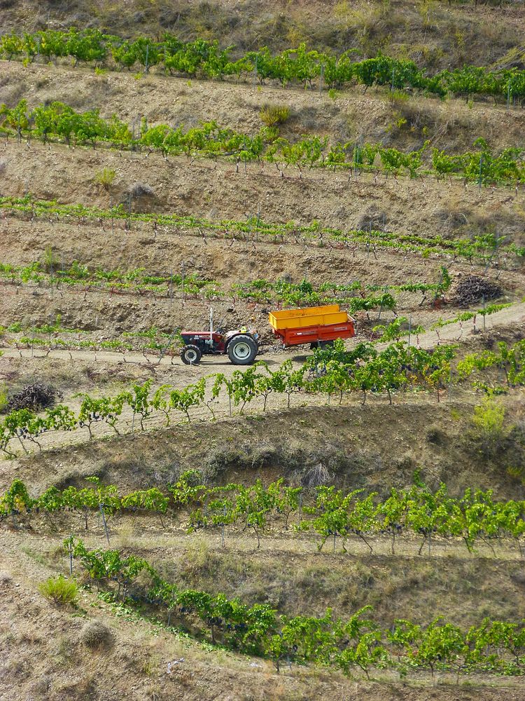 Agricultural vineyard. Free public domain CC0 photo.