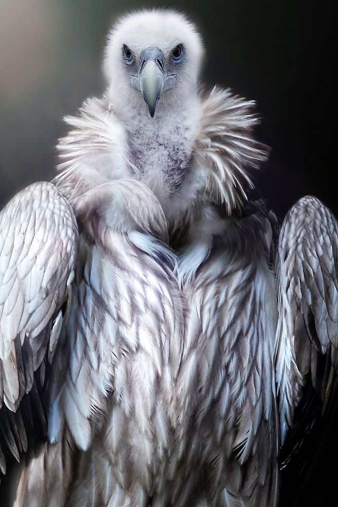 Vulture bird, animal photography. Free public domain CC0 image.