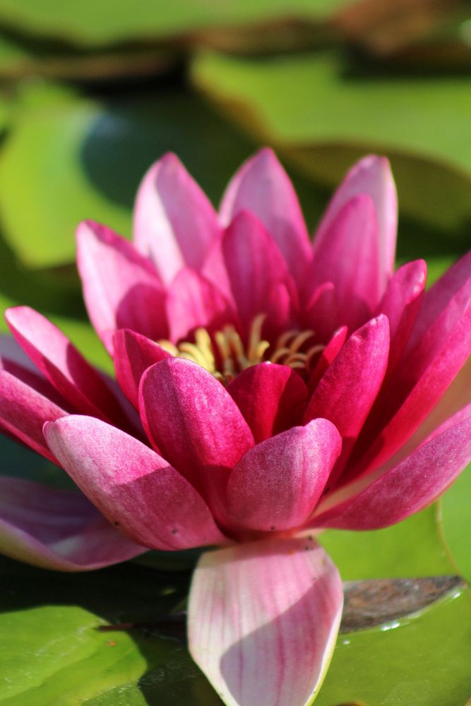 Pink water lily background. Free public domain CC0 image.