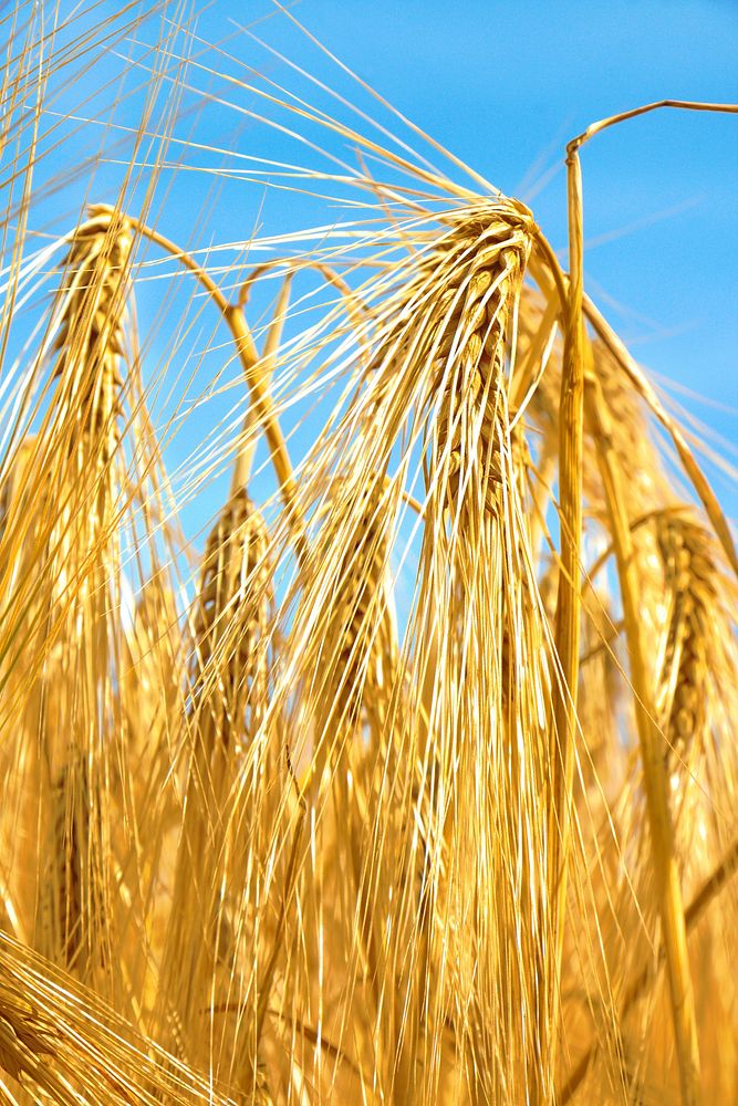Wheat field, agriculture industry. Free public domain CC0 photo.
