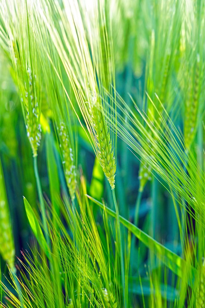 Agricultural cornfield. Free public domain CC0 photo.