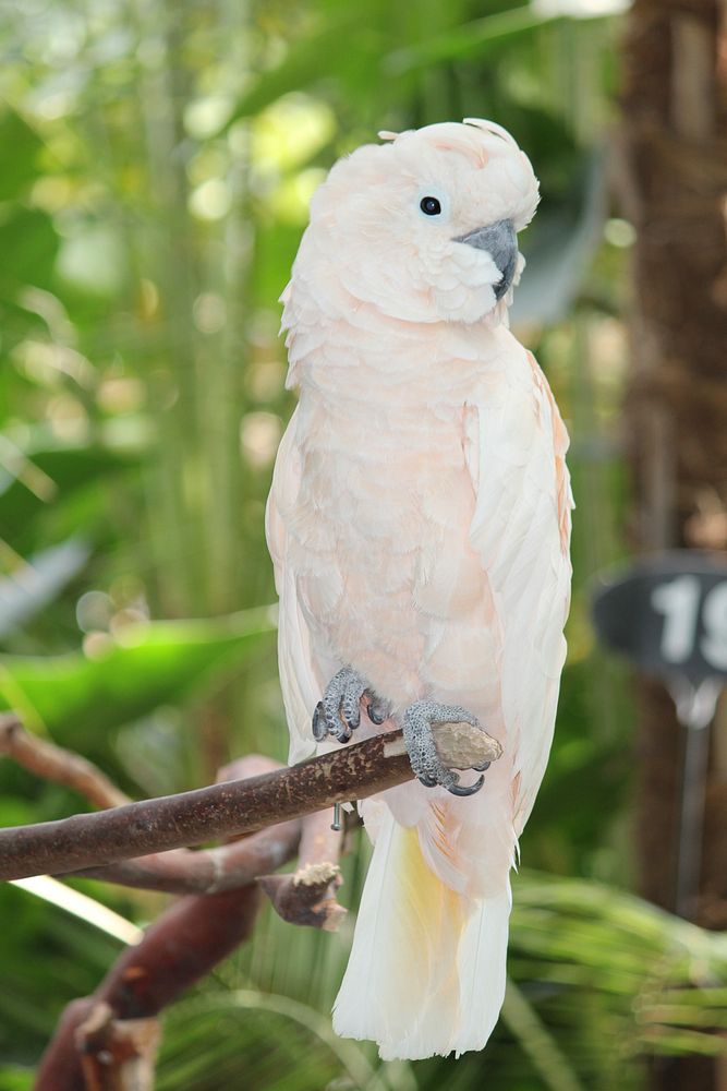 Cockatoo parrot, bird photography. Free public domain CC0 image.