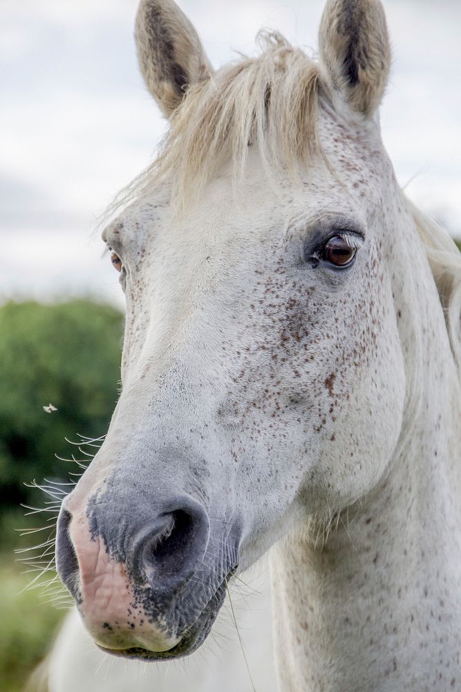 White horse, animal image. Free public domain CC0 photo.