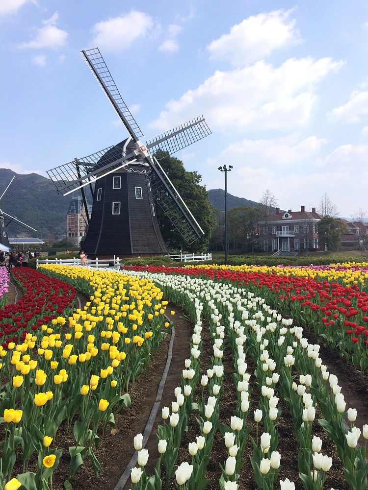 Colorful tulip farm. Free public domain CC0 photo.