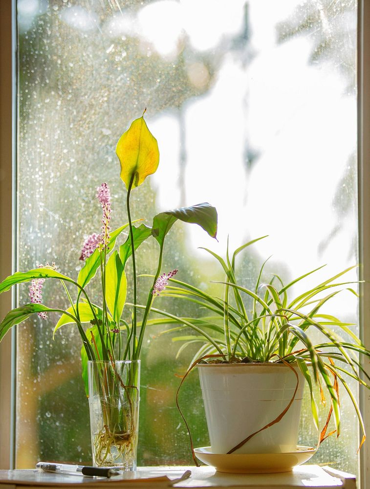 Yellow flower by a window. Free public domain CC0 photo.