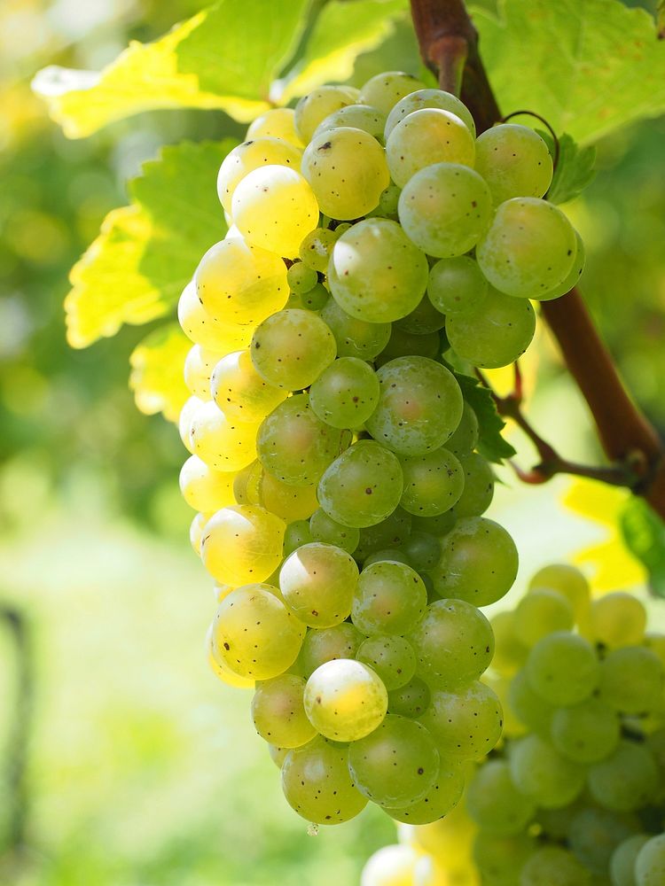 Closeup on green grape plant. Free public domain CC0 photo.