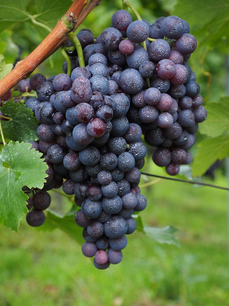 Closeup on red grape plant. Free public domain CC0 photo.