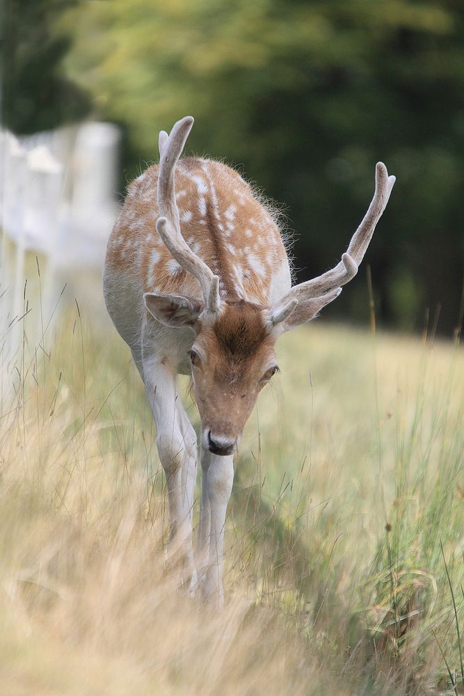 Deer, animal, wildlife background. Free public domain CC0 photo.