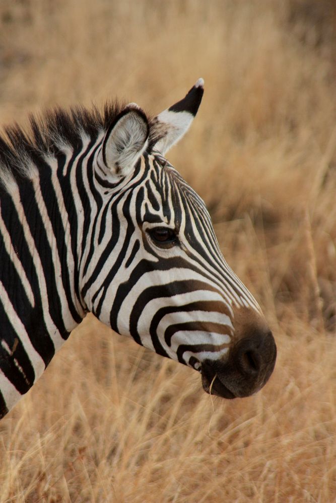 Zebra in the wild image. Free public domain CC0 photo.